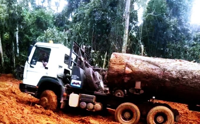 Transportation | Sinotruk Log Transport truck, Crossing Mountains and Seas, Carrying Timber Forward